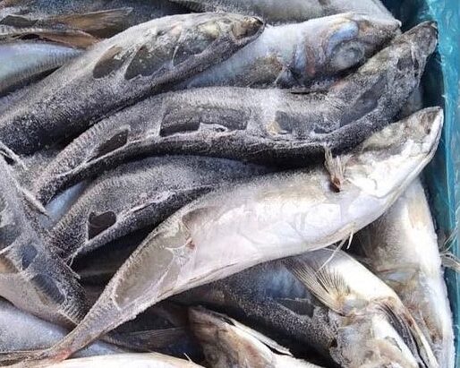 Fresh Fish (Shawa) 1Carton