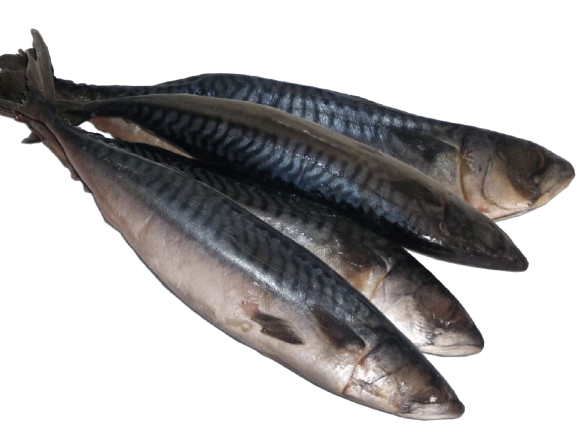 Fresh Fish (Titus) 1 Carton