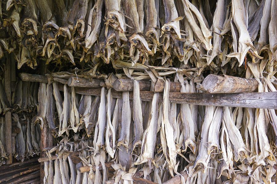 Stockfish (per head)